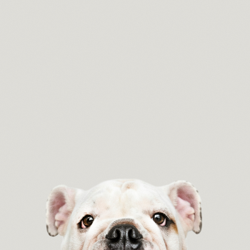 tus_afectos_2